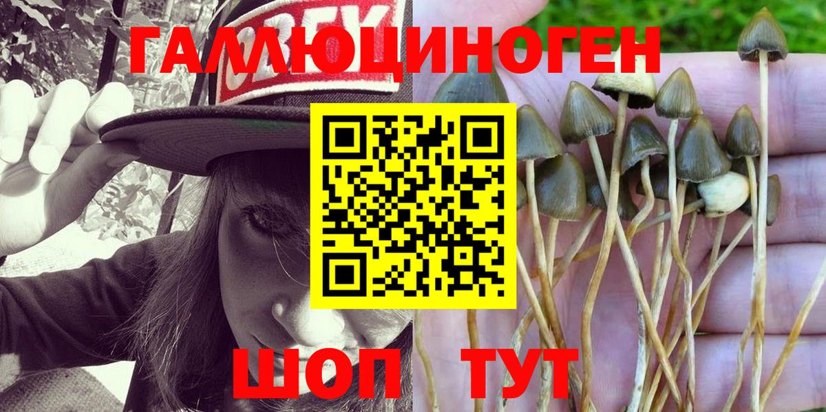 Псилоцибиновые грибы мицелий Йошкар-Ола